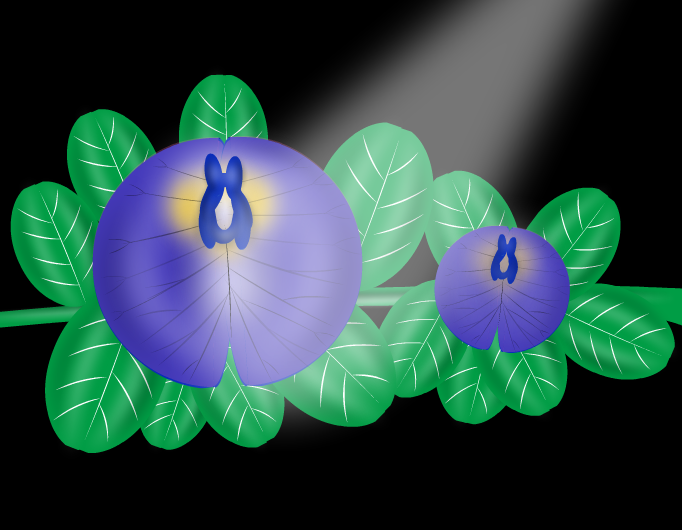 Clitoria ternatea