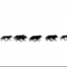 Iditarod