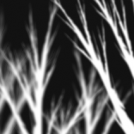 Ghost Birches Under Wintermoon
