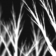 Ghost Birches Under Wintermoon