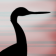Crane