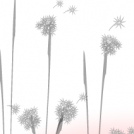 Dandelion^^