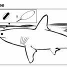 What Sharks Really See