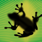 tree frog