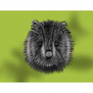 Wombat