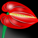 Anthurium