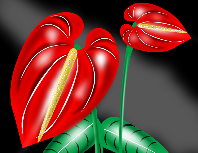 Anthurium