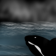 Un oceano para cackle