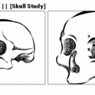 [Estudo de Crânio] || [Skull Study]