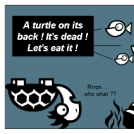 a SEA turtle