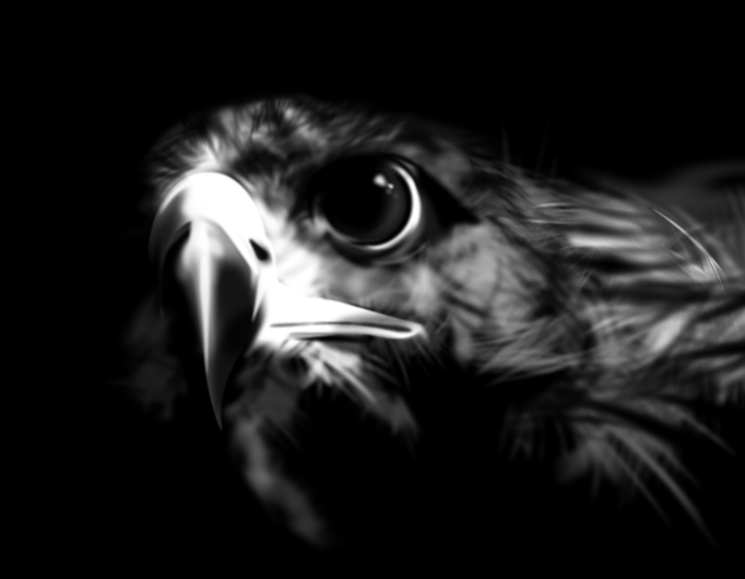 images of nature: golden eagle