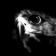 images of nature: golden eagle