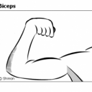 Biceps