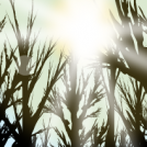 Winter Canopy