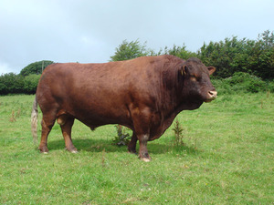 Millennium-Stock-Bull-2006