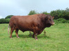 Millennium-stock-bull-2006_6770_0_7790_0