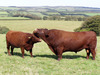 Stockbull2k6_2_web_6770_0_7790_0