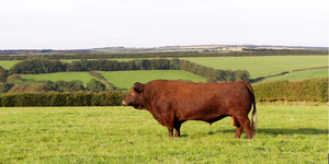 CutCombe Millenium - Lord of all he surveys CutCombe Millenium - Lord of all he surveys