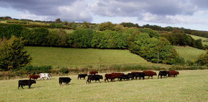 steers-interloper steers-interloper
