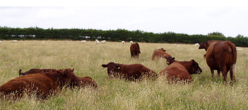devon_herd devon_herd