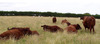 Devon_herd_6770_0_7790_0