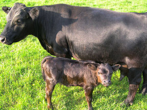 April and calf