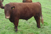 Steer-181_6770_0_7790_0