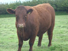 Steer-184_6770_0_7790_0