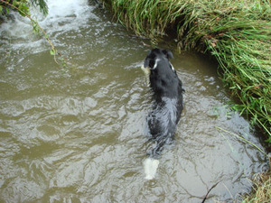 swimming bushka