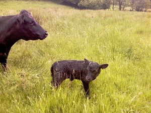 Tiny2 Tiny2