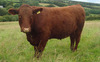 Steer-196_6770_0_7790_0