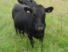 Steer-162_6770_0_7790_0