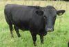 Steer-171_6770_0_7790_0