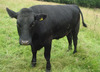Steer-182_6770_0_7790_0