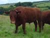 Steer-185_6770_0_7790_0