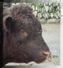 Merlin_head