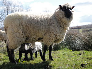Llanwenog and lamb 2 Llanwenog and lamb 2
