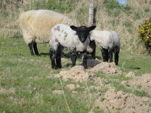Llanwenog lamb Llanwenog lamb