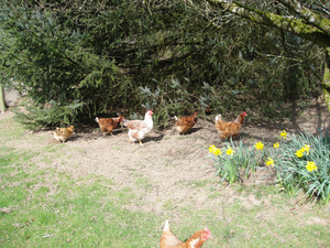 chickens free chickens free