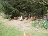 Chickens_free