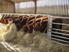 Heifers Eating