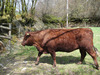 Cowslip-232_on_the_moove