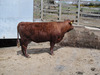 cowslip-232