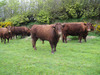 Boy_and_cows