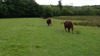 Bye_bull