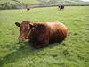Cowslip-199