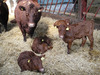 cows and new calves