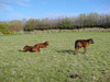 2010-calves