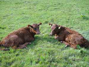 mirror calves mirror calves