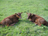 Mirror_calves